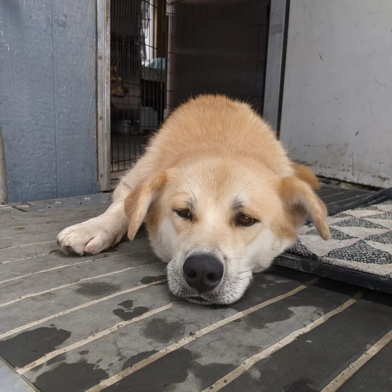 Chee Yoo thumbnail 4