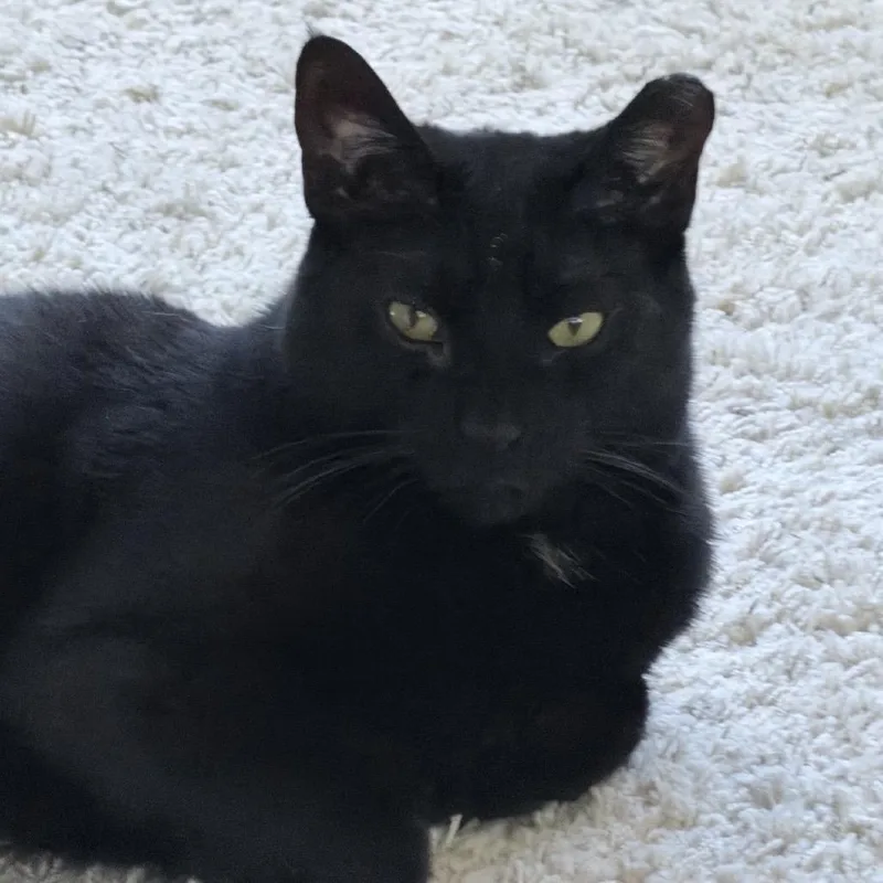 An adult small-sized female Black Domestic Short Hair cat named Sadie for adoption in Bountiful, UT