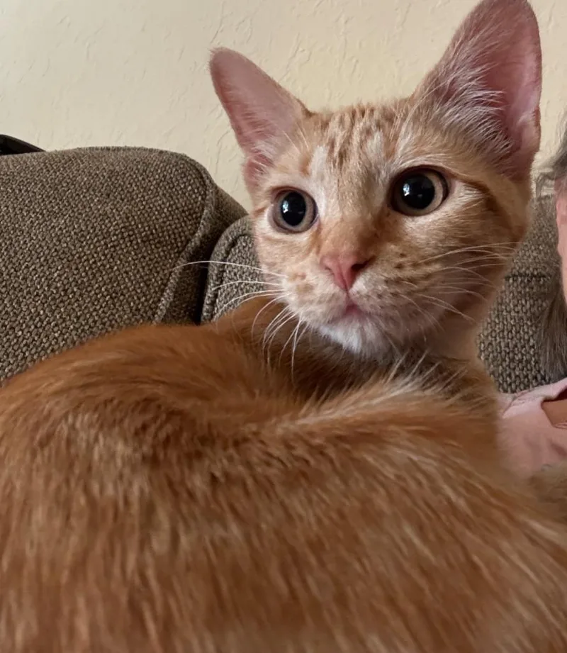 Mango thumbnail 2
