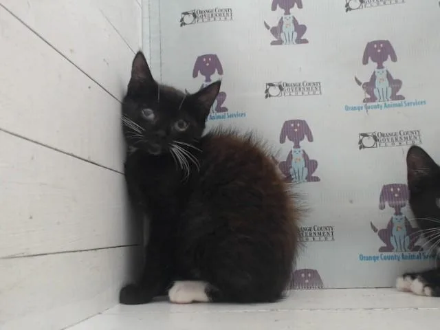 A baby small-sized male Domestic Short Hair cat named A for adoption in Orlando, FL