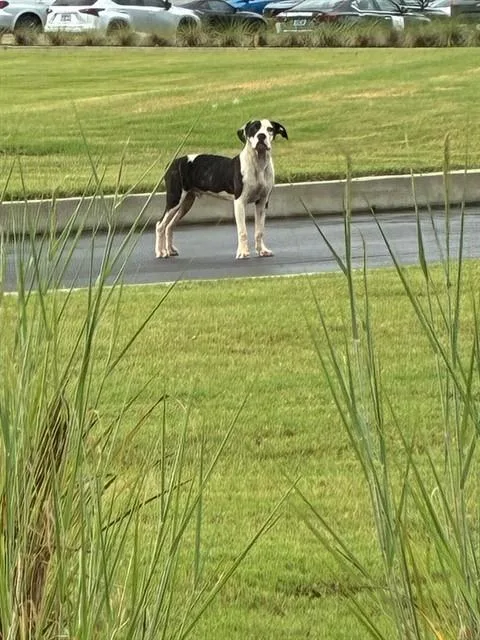 A young medium-sized male Great Dane dog named Samuel for adoption in Huntsville, AL