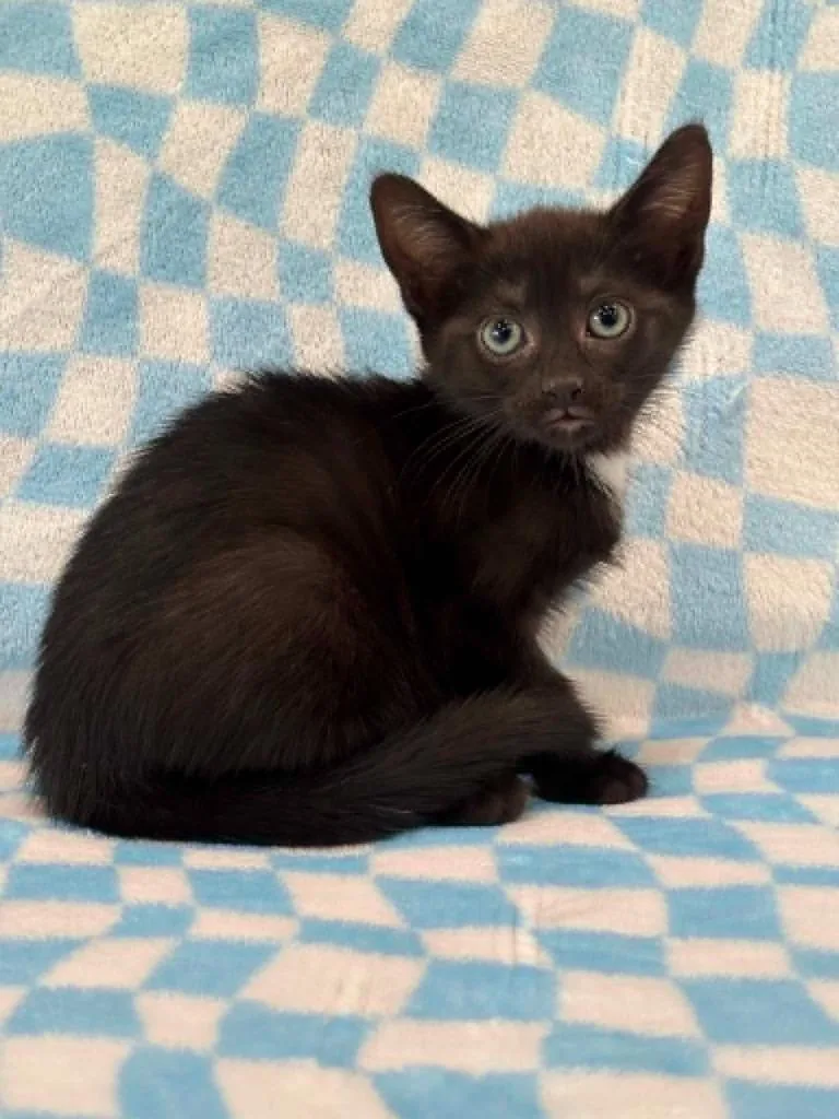 A baby small-sized female Domestic Short Hair cat named Charm for adoption in Warrenton, NC