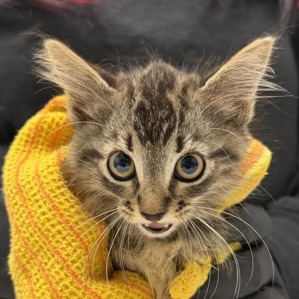 A baby small-sized female Domestic Short Hair cat named Working Cat Jackie for adoption in San Diego, CA