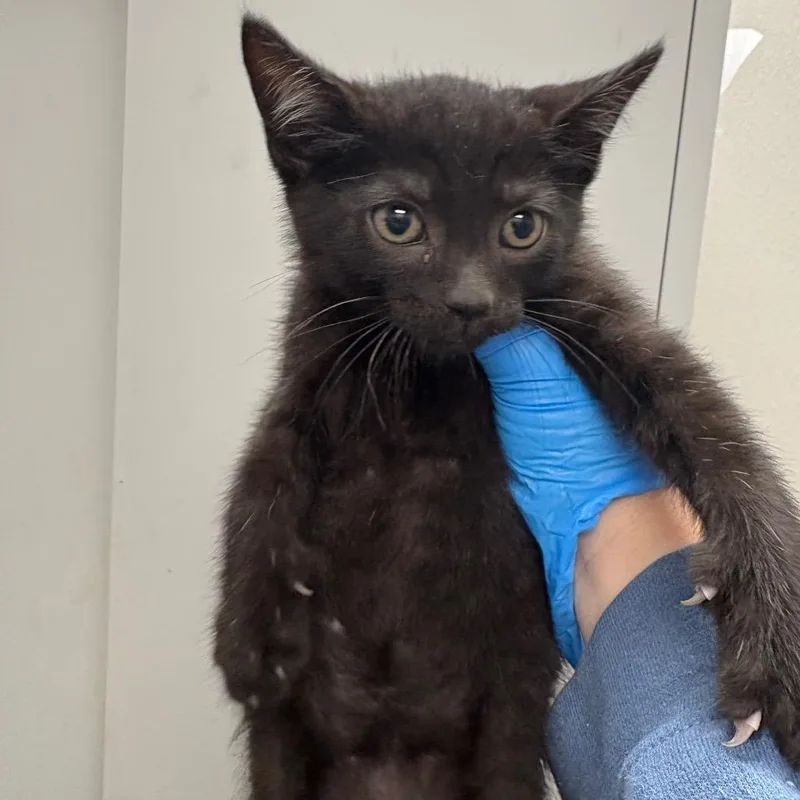 A baby small-sized male Black Domestic Short Hair cat named Jerry for adoption in Columbiana, AL