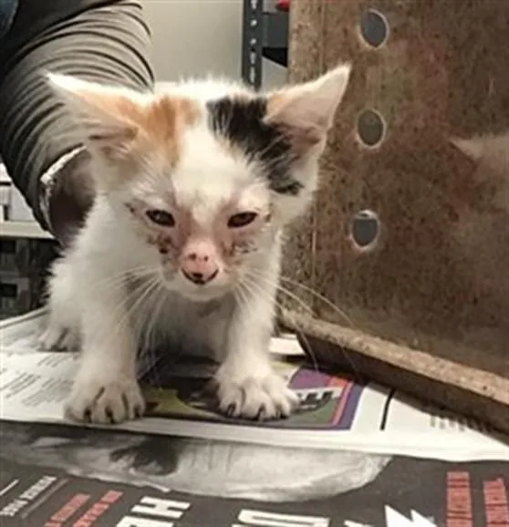 A baby small-sized female Domestic Short Hair cat named Baby Spice for adoption in Riverside, CA
