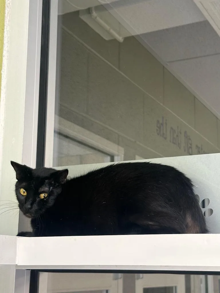 A young medium-sized female Domestic Long Hair cat named Onyx for adoption in Johnson City, TN