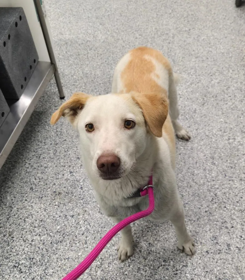 An adult medium-sized female Terrier dog named Sam for adoption in Athens, TN