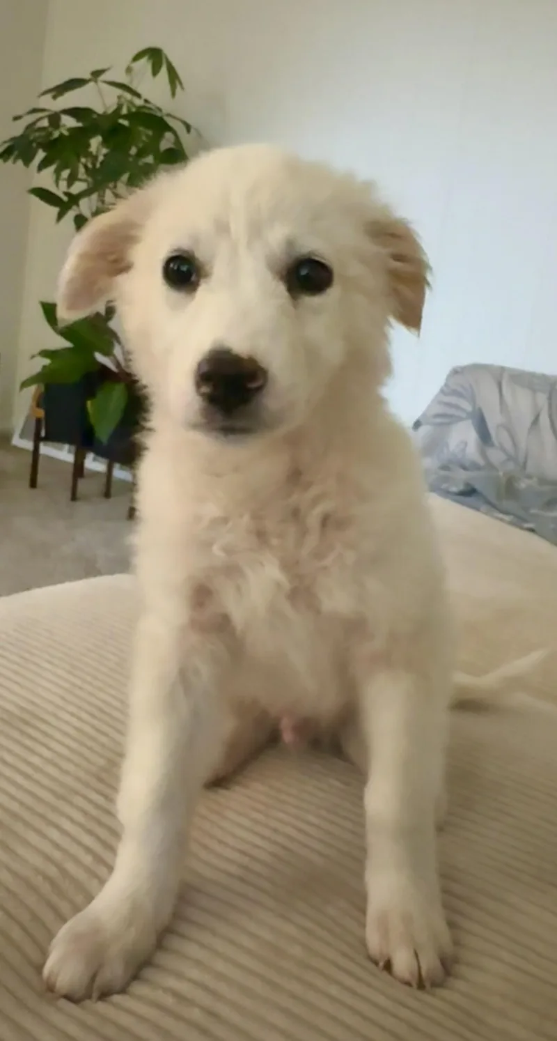Stanley Sat thumbnail 3