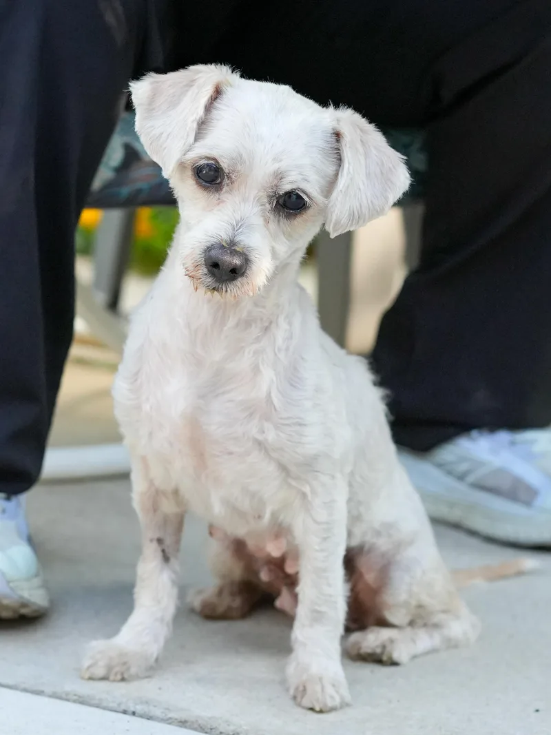 A senior small-sized female Yellow / Tan / Blond / Fawn Maltipoo dog named Tiffany for adoption in Fresno, CA