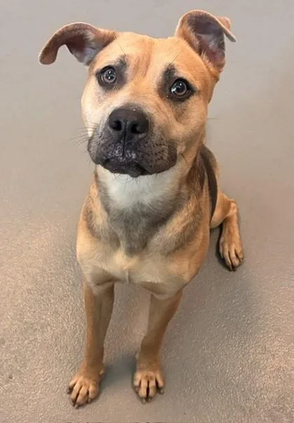An adult medium-sized female Mixed Breed dog named Prudence for adoption in New Orleans, LA