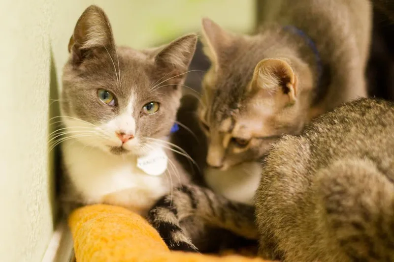 A baby medium-sized male Domestic Short Hair cat named Pancetta for adoption in Hot Springs, AR