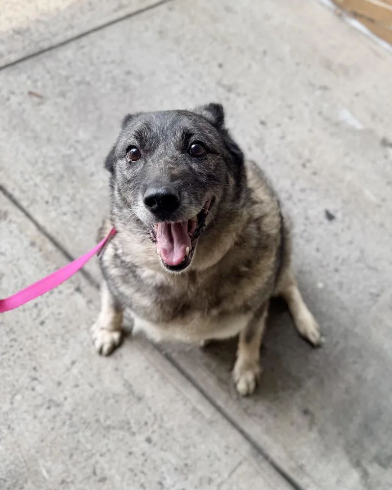 An adult medium-sized female Gray / Blue / Silver Norwegian Elkhound dog named Big Pawtato for adoption in New York, NY