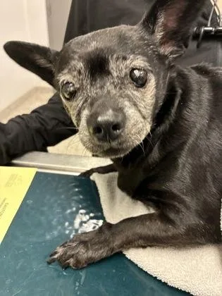 Pepper