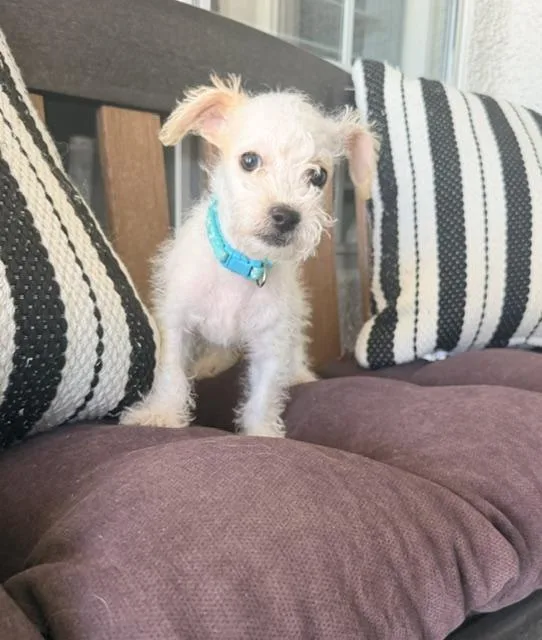 Poppy