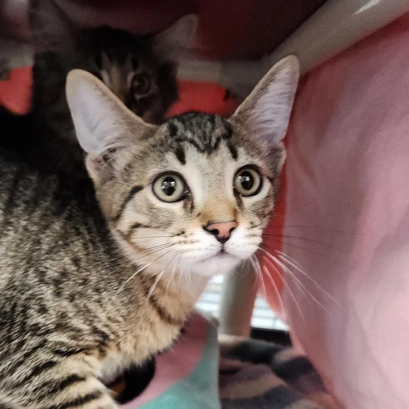 A baby small-sized male Brown / Chocolate Domestic Short Hair cat named Strawberry for adoption in Grand Rapids, MI