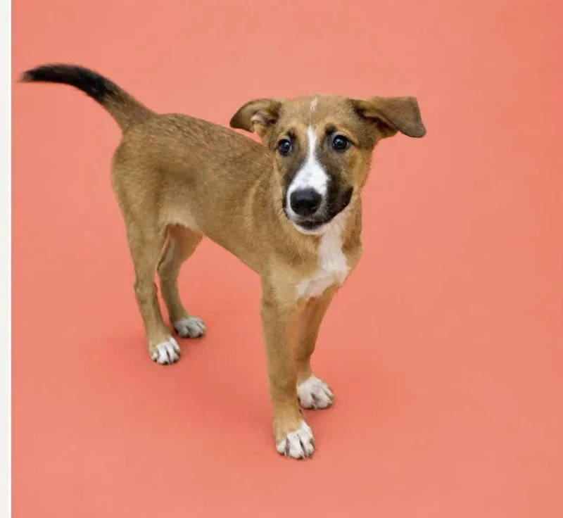 Puppy Mango thumbnail 2