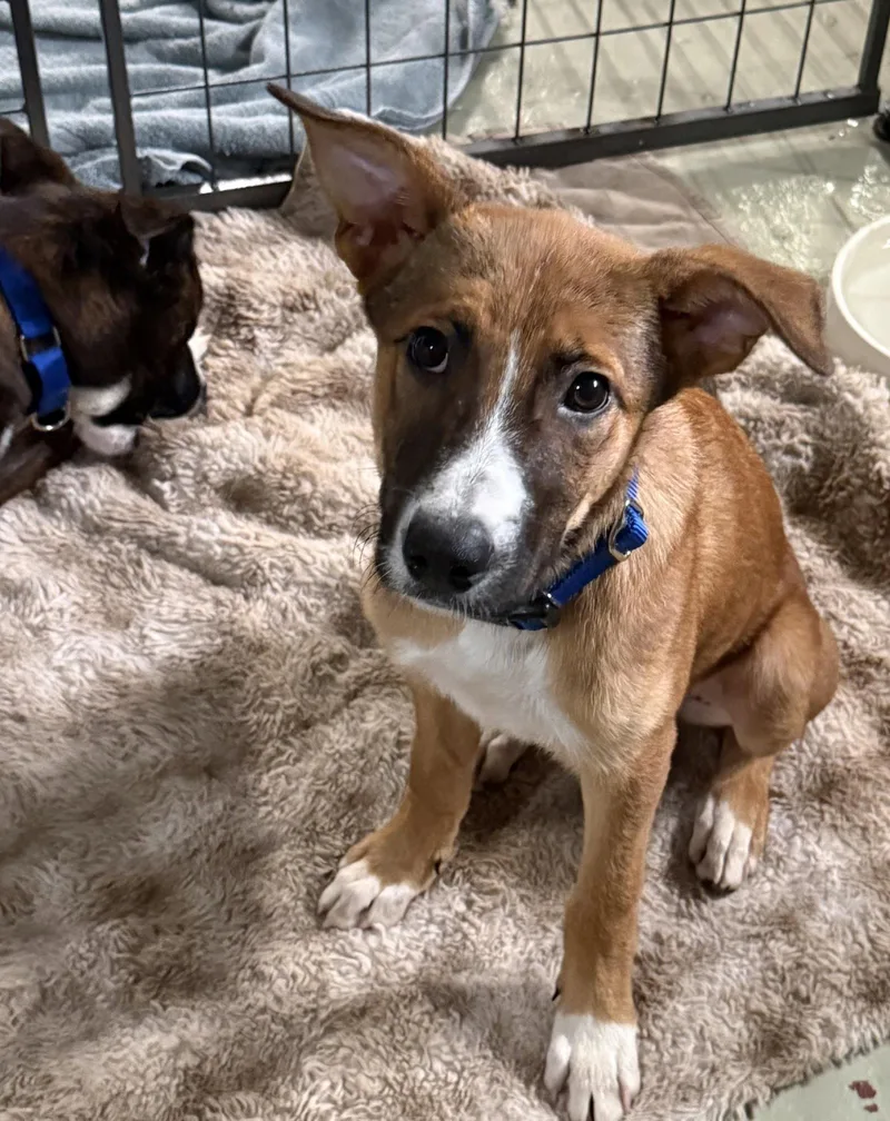 Puppy Mango thumbnail 3