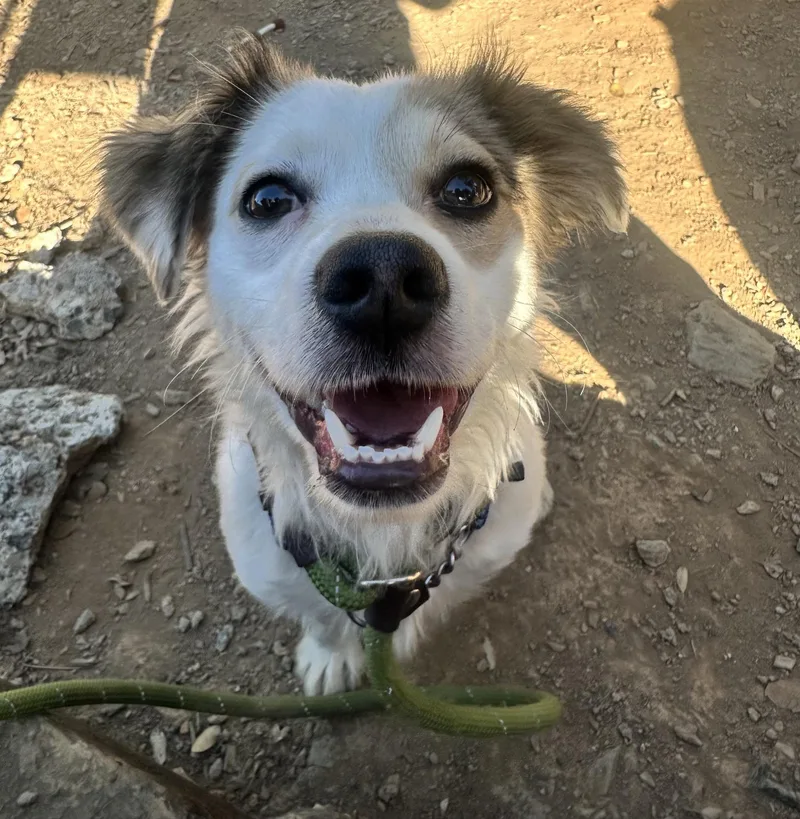 A young small-sized male White / Cream Chihuahua dog named Victor for adoption in Sonora, CA