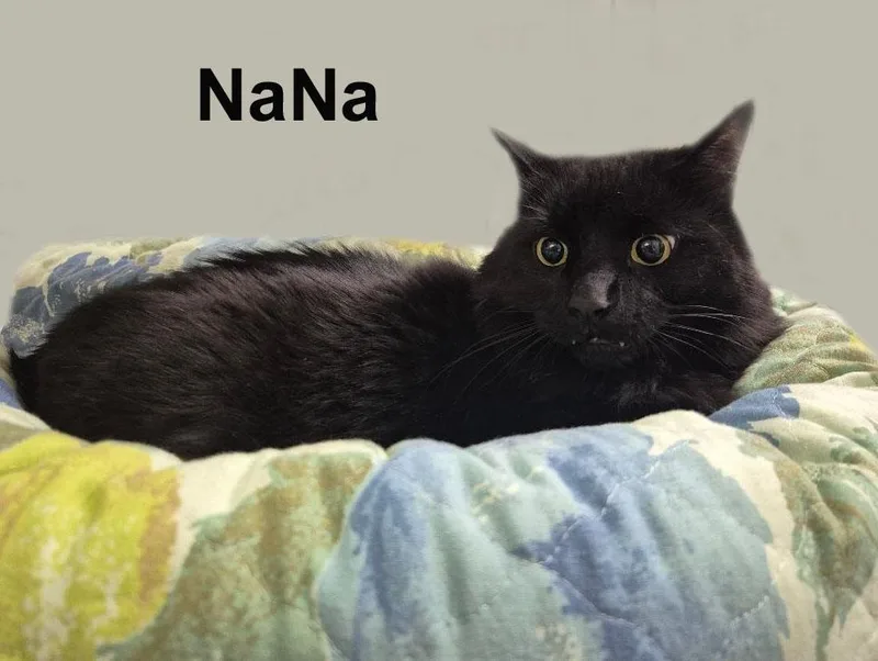 An adult medium-sized male Black Domestic Medium Hair cat named Nana Desc.dowl. for adoption in Stowe, PA