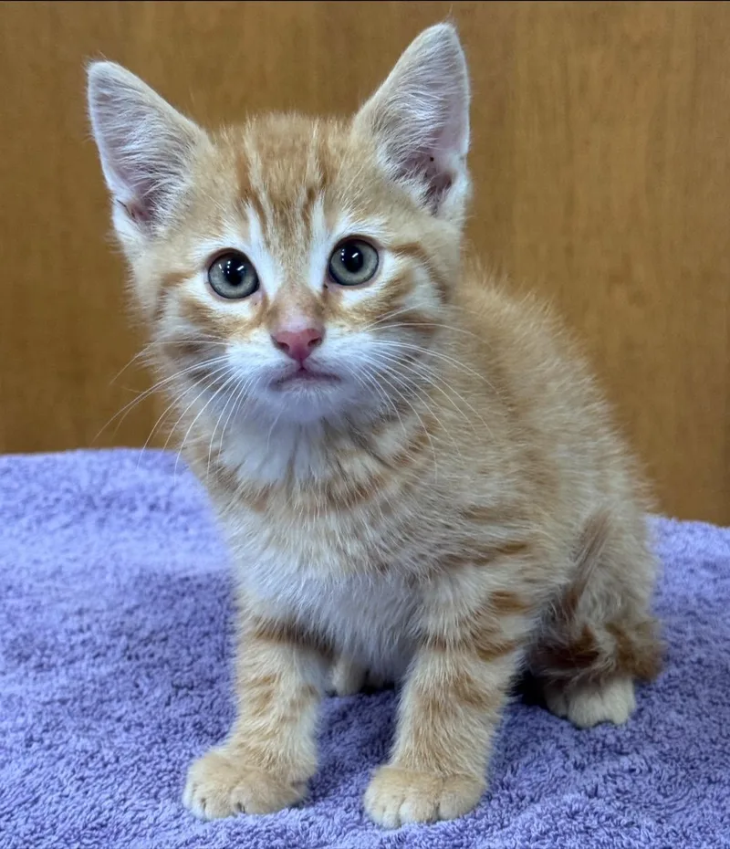 A baby small-sized male Tabby (Orange / Red) Domestic Short Hair cat named Torte for adoption in Hackensack, MN