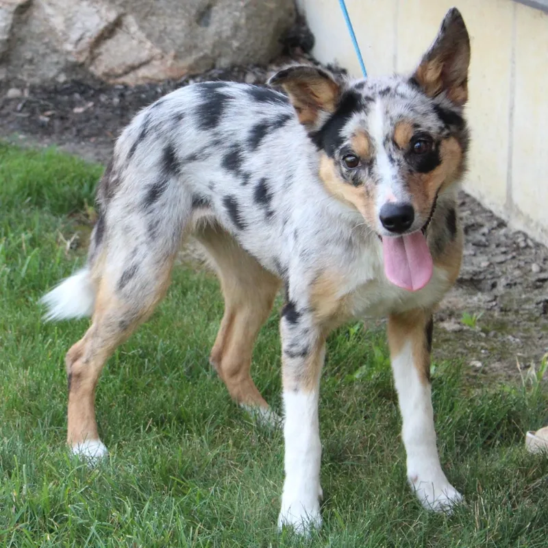 An adult medium-sized female Merle (Blue) Australian Shepherd dog named Misty for adoption in Eaton, OH