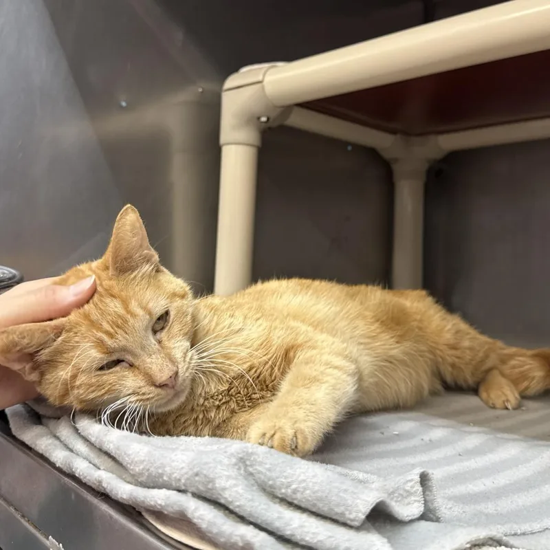 A senior small-sized female Orange / Red Domestic Short Hair cat named Junie for adoption in Austin, TX