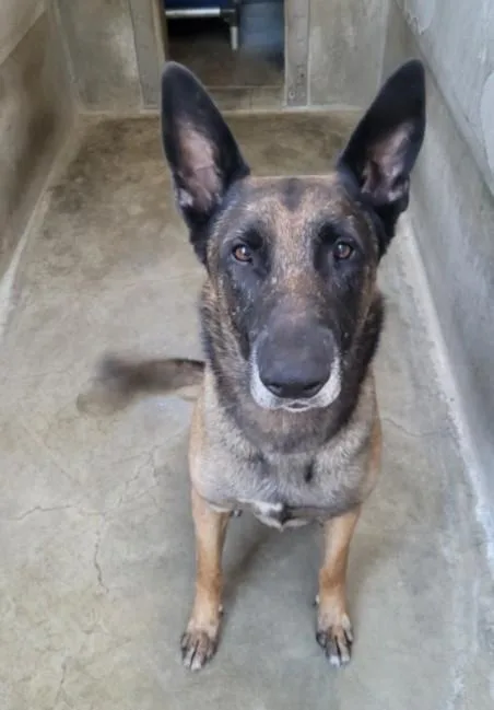An adult large-sized male German Shepherd Dog dog named Lorenzo for adoption in Los Angeles, CA