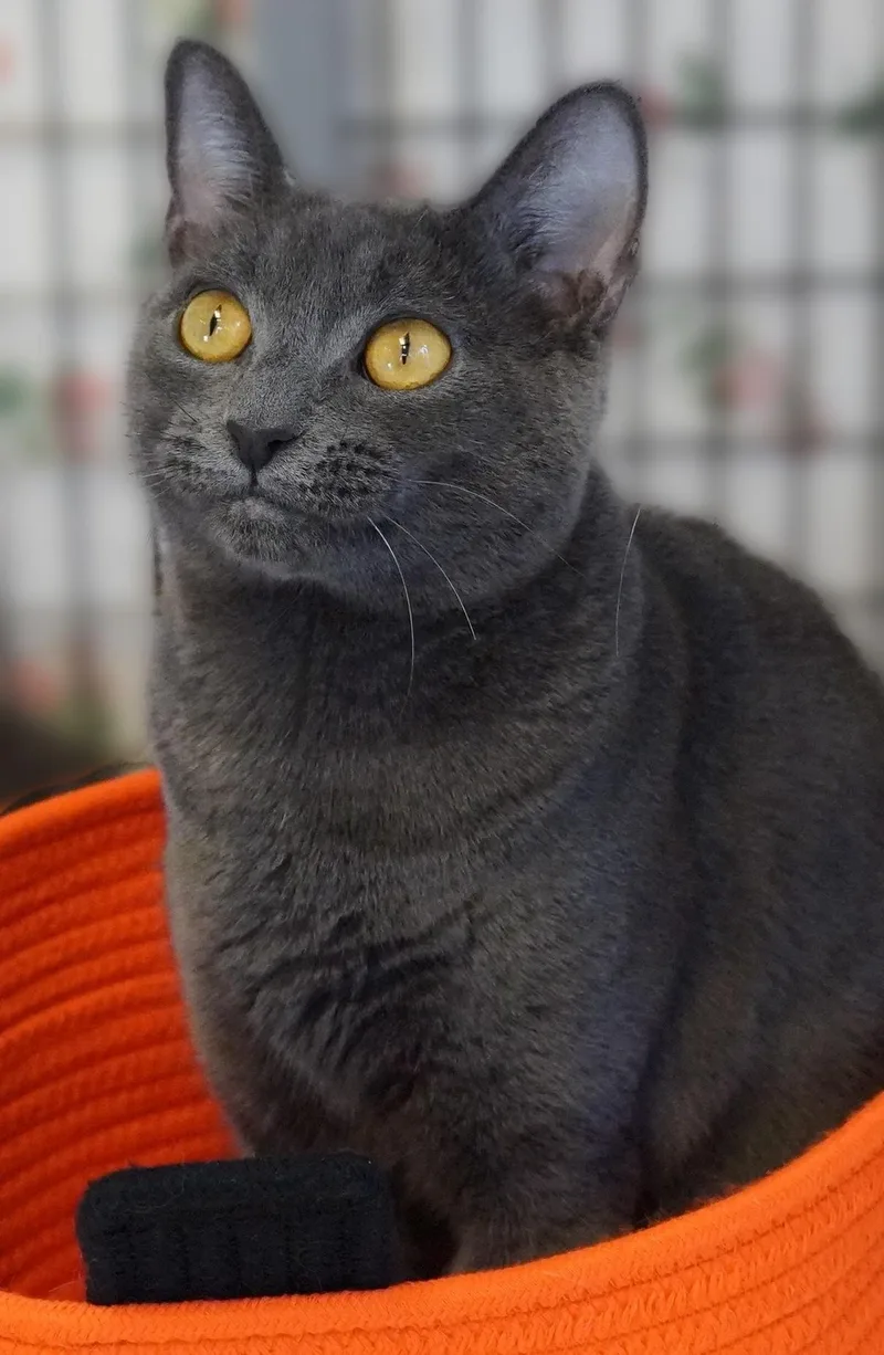 An adult medium-sized female Gray / Blue / Silver Domestic Short Hair cat named Merida for adoption in Grants Pass, OR