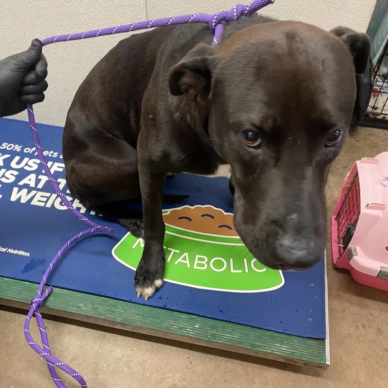 An adult medium-sized male Black Mixed Breed dog named Bear for adoption in Lake Jackson, TX
