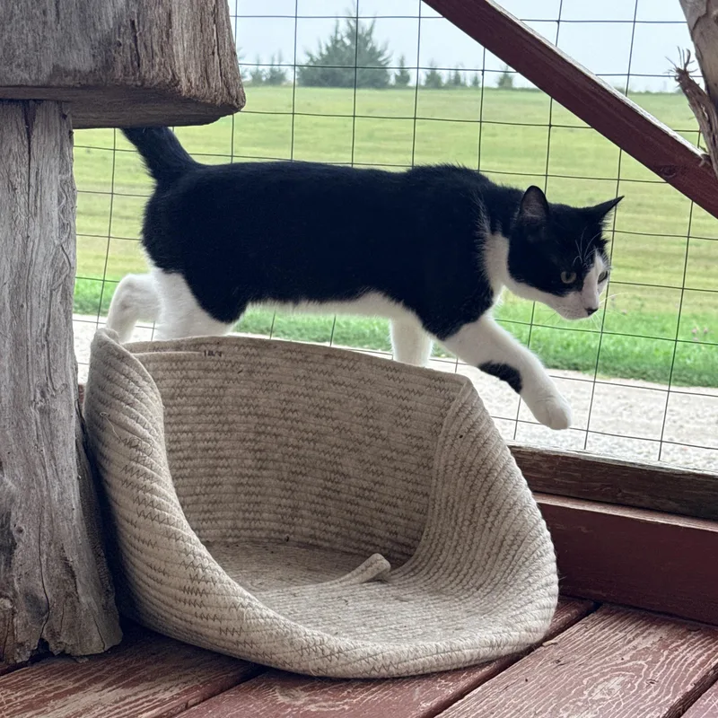 A young medium-sized male Domestic Short Hair cat named Hex for adoption in Auburn, NE