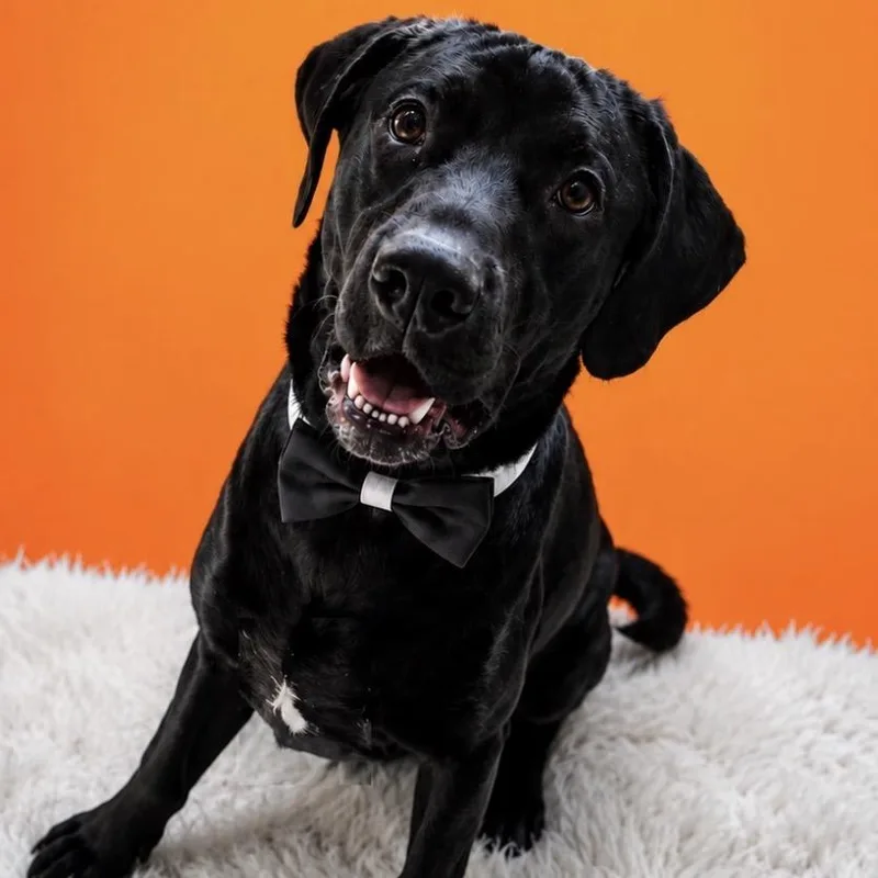 An adult large-sized male Black Labrador Retriever dog named Gimli for adoption in Binghamton, NY