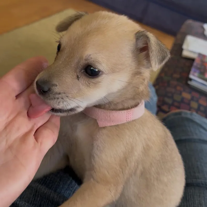 A baby small-sized female White / Cream Terrier dog named Patty Melt for adoption in Escondido, CA