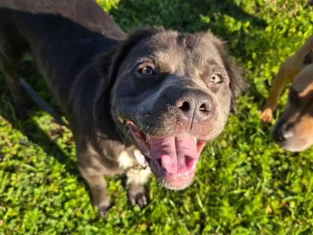 A young medium-sized female Pit Bull Terrier dog named Tt for adoption in Ocala, FL