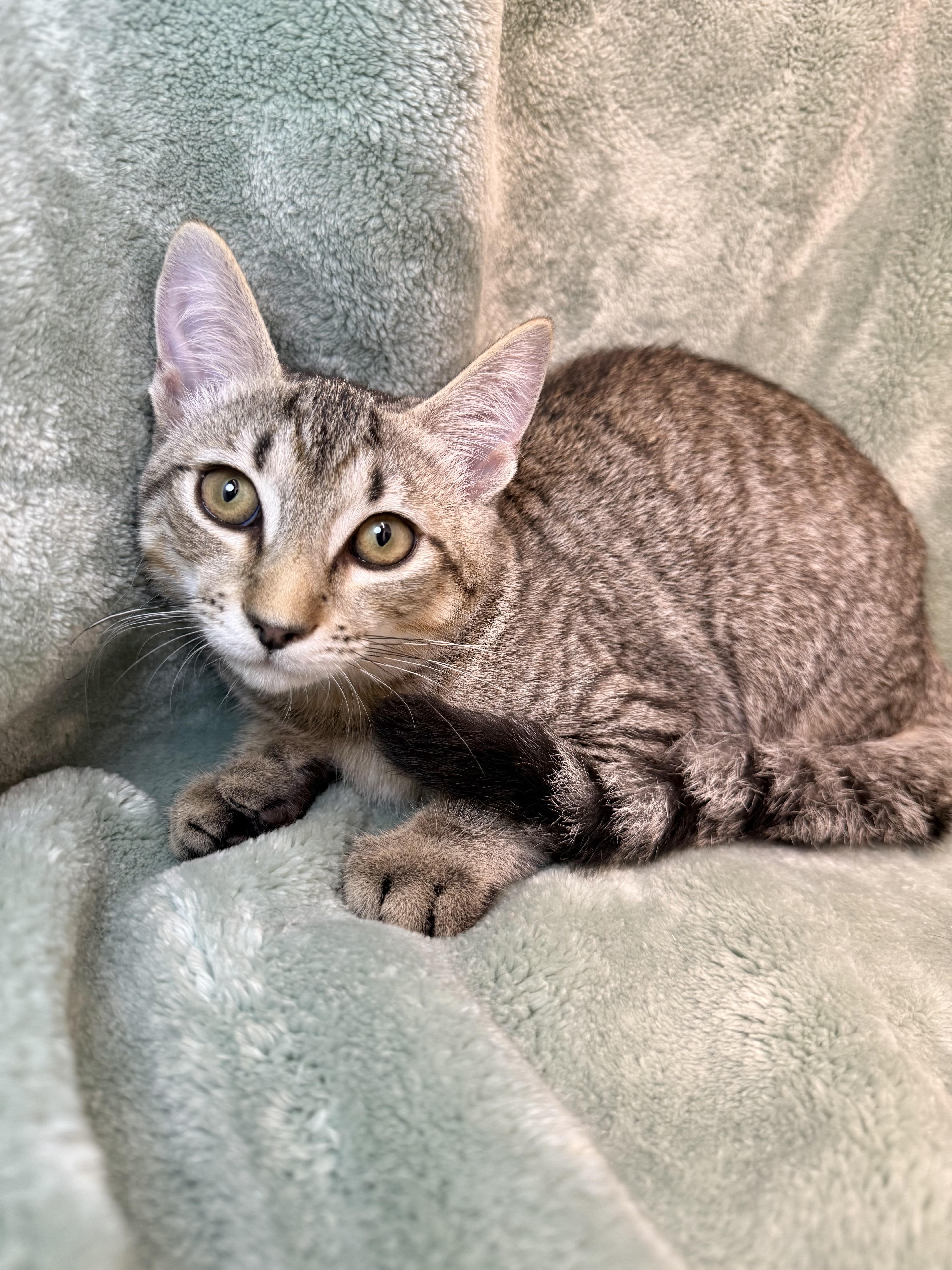 A baby medium-sized female Tabby (Buff / Tan / Fawn) Domestic Short Hair cat named Sweetie Pie for adoption in Greensboro, NC