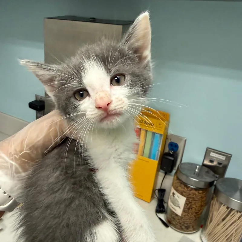 A baby small-sized male Gray / Blue / Silver Domestic Short Hair cat named Rider for adoption in Jacksonville, FL