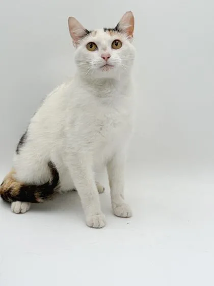 An adult medium-sized female Domestic Short Hair cat named Mattie for adoption in Bowling Green, KY