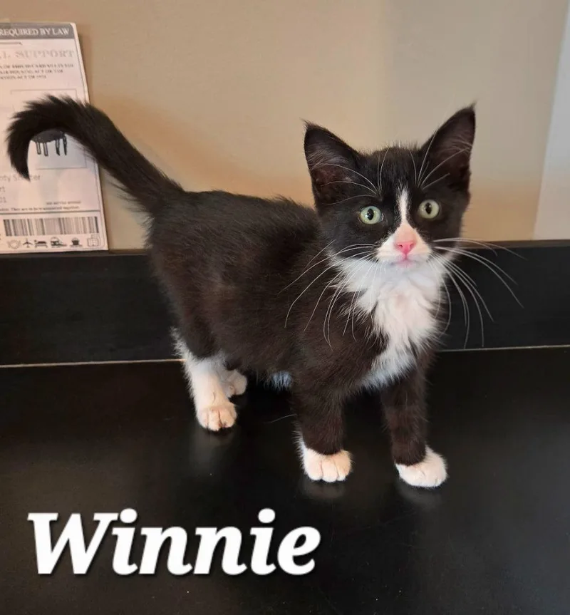 A baby small-sized female Domestic Short Hair cat named Winnie for adoption in Sidney, OH
