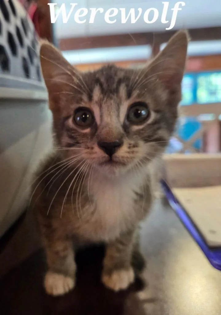 A baby small-sized male Domestic Short Hair cat named Werewolf for adoption in Rutherfordton, NC