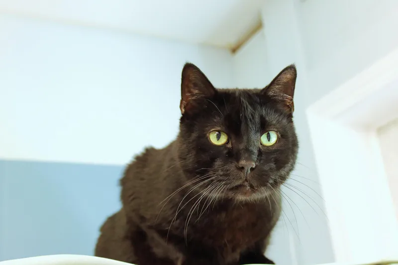 An adult medium-sized male Black Bombay cat named Echo for adoption in Urbana, OH