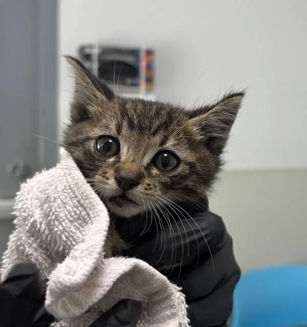 A baby small-sized male Domestic Short Hair cat named Long Island Mike for adoption in Escondido, CA
