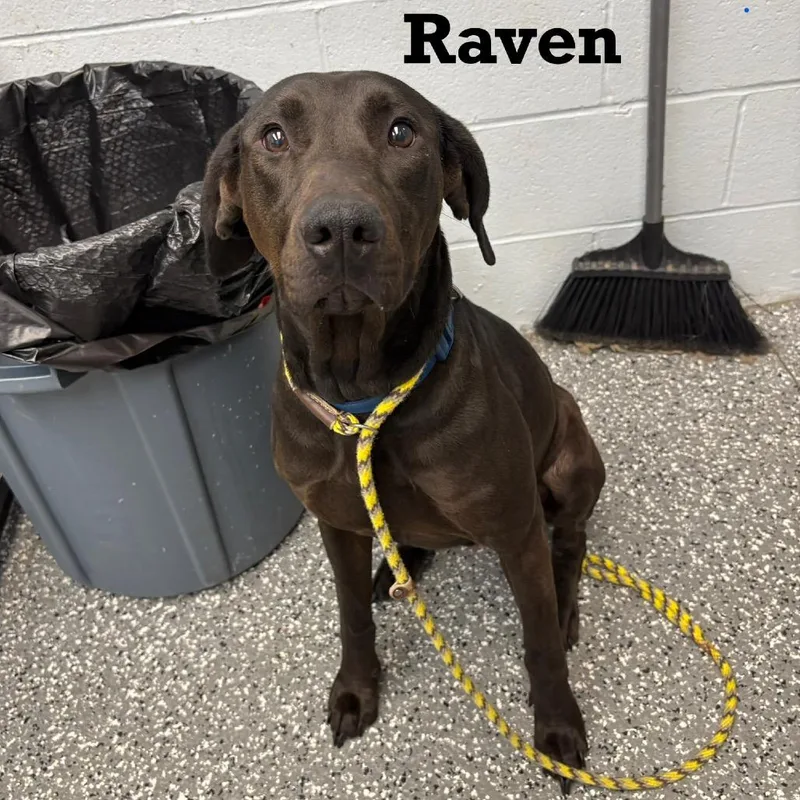 An adult large-sized female Doberman Pinscher dog named Raven for adoption in Parkersburg, WV
