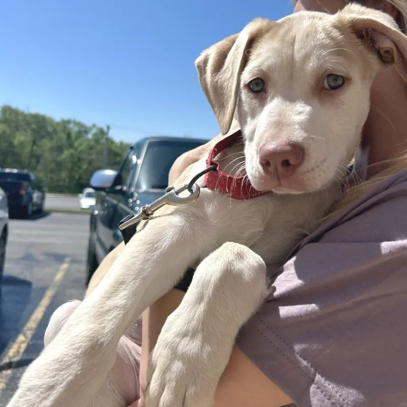 A baby medium-sized male Yellow / Tan / Blond / Fawn Mixed Breed dog named Matey K for adoption in Union, MO