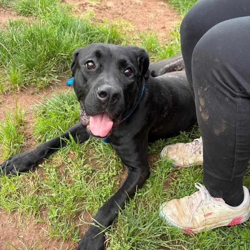 An adult large-sized female Black Mastiff dog named Astoria for adoption in York, PA
