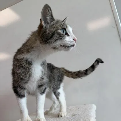 An adult medium-sized female Domestic Short Hair cat named Poppy for adoption in Janesville, WI