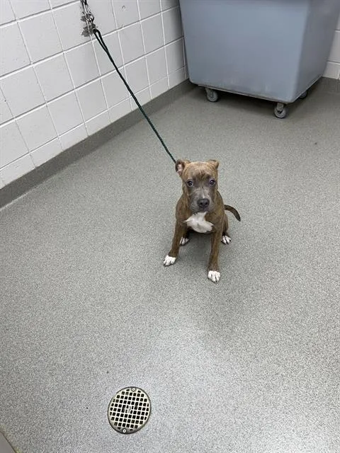 A young small-sized female Boxer dog named Florence for adoption in Omaha, NE