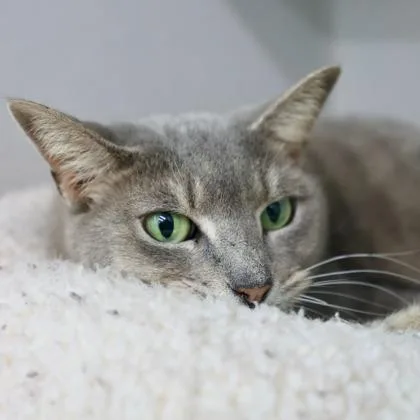 An adult small-sized female Gray / Blue / Silver Domestic Short Hair cat named Vivian for adoption in Atlanta, GA