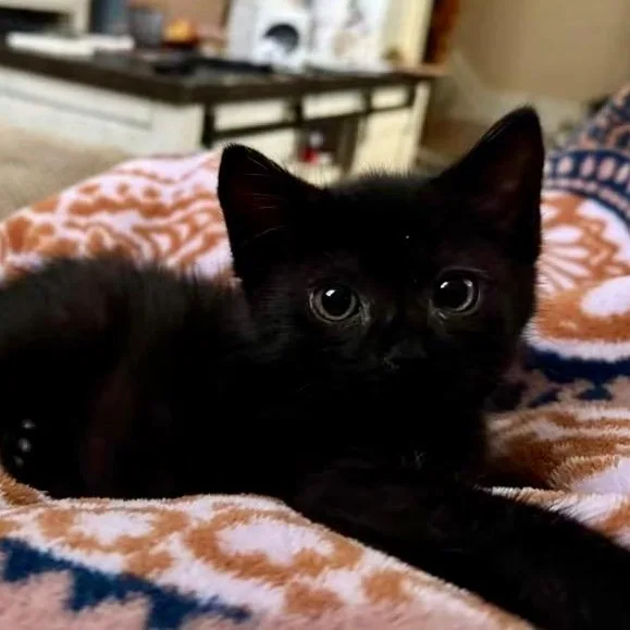 A baby medium-sized male Black Domestic Short Hair cat named Poe for adoption in Greensburg, PA