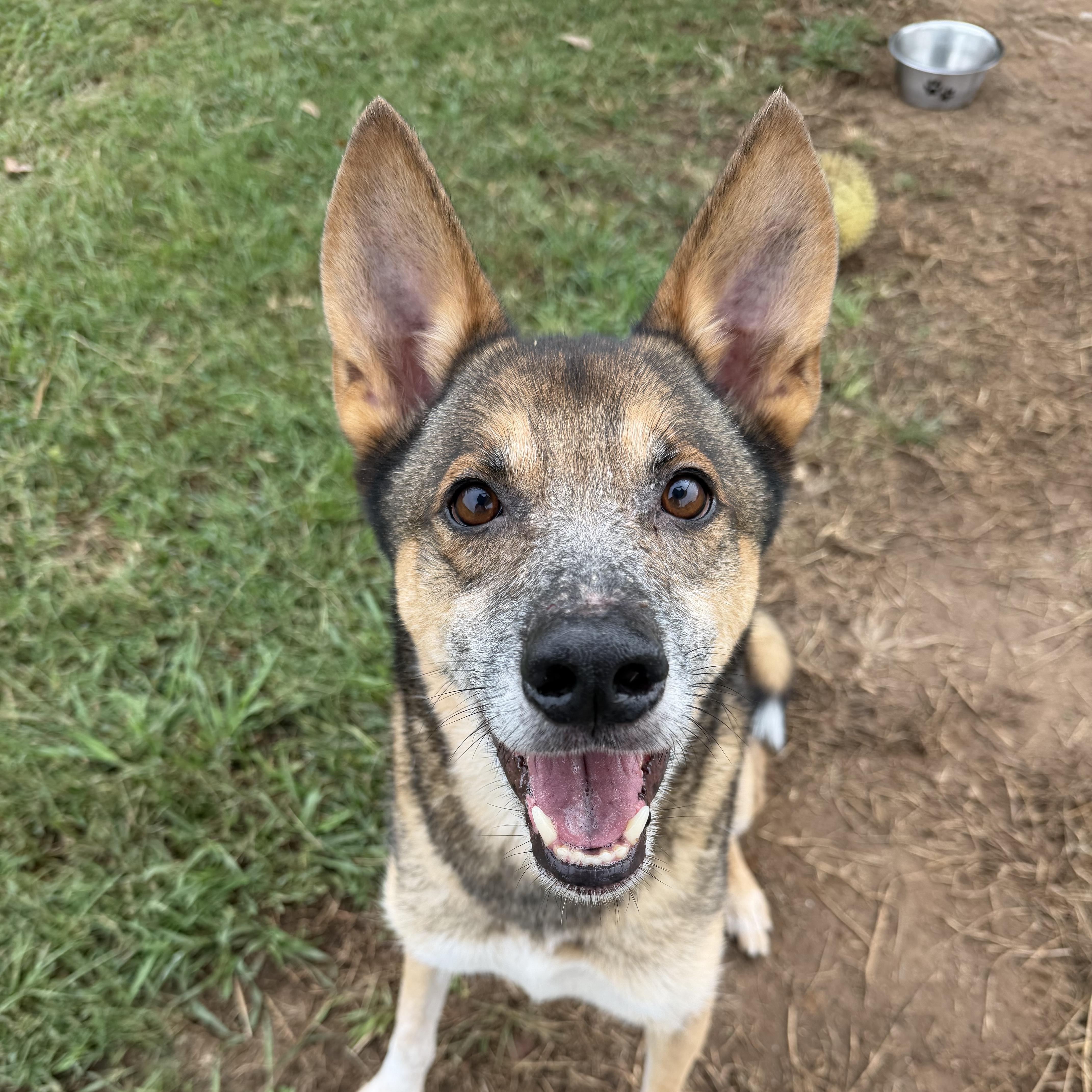 An adult medium-sized male Shepherd dog named Foxy for adoption in atlanta, GA