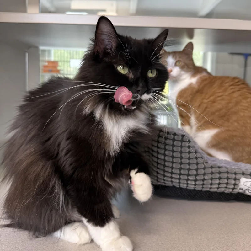 A young medium-sized female Black & White / Tuxedo Domestic Long Hair cat named Boots & Ginger for adoption in West Milford, NJ