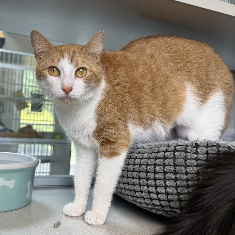 Boots & Ginger thumbnail 2